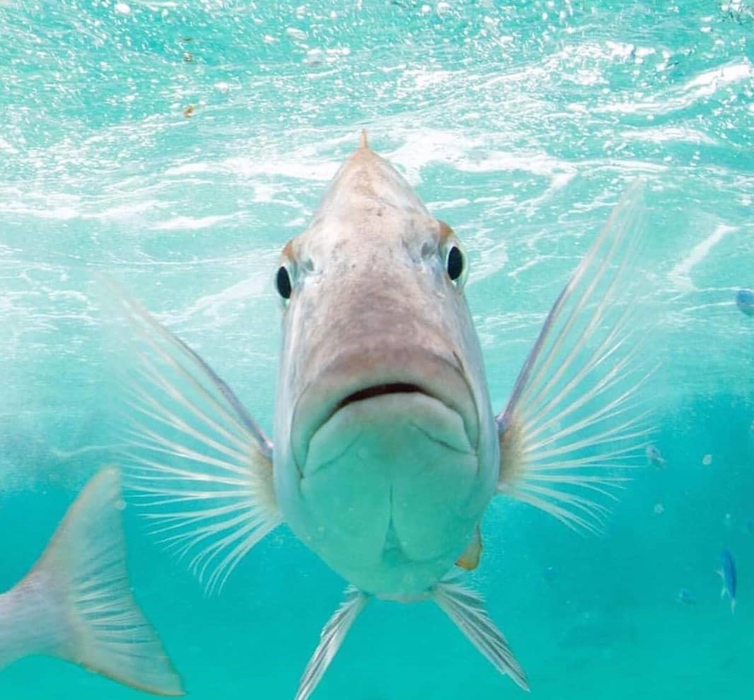 Fish looking right at you!