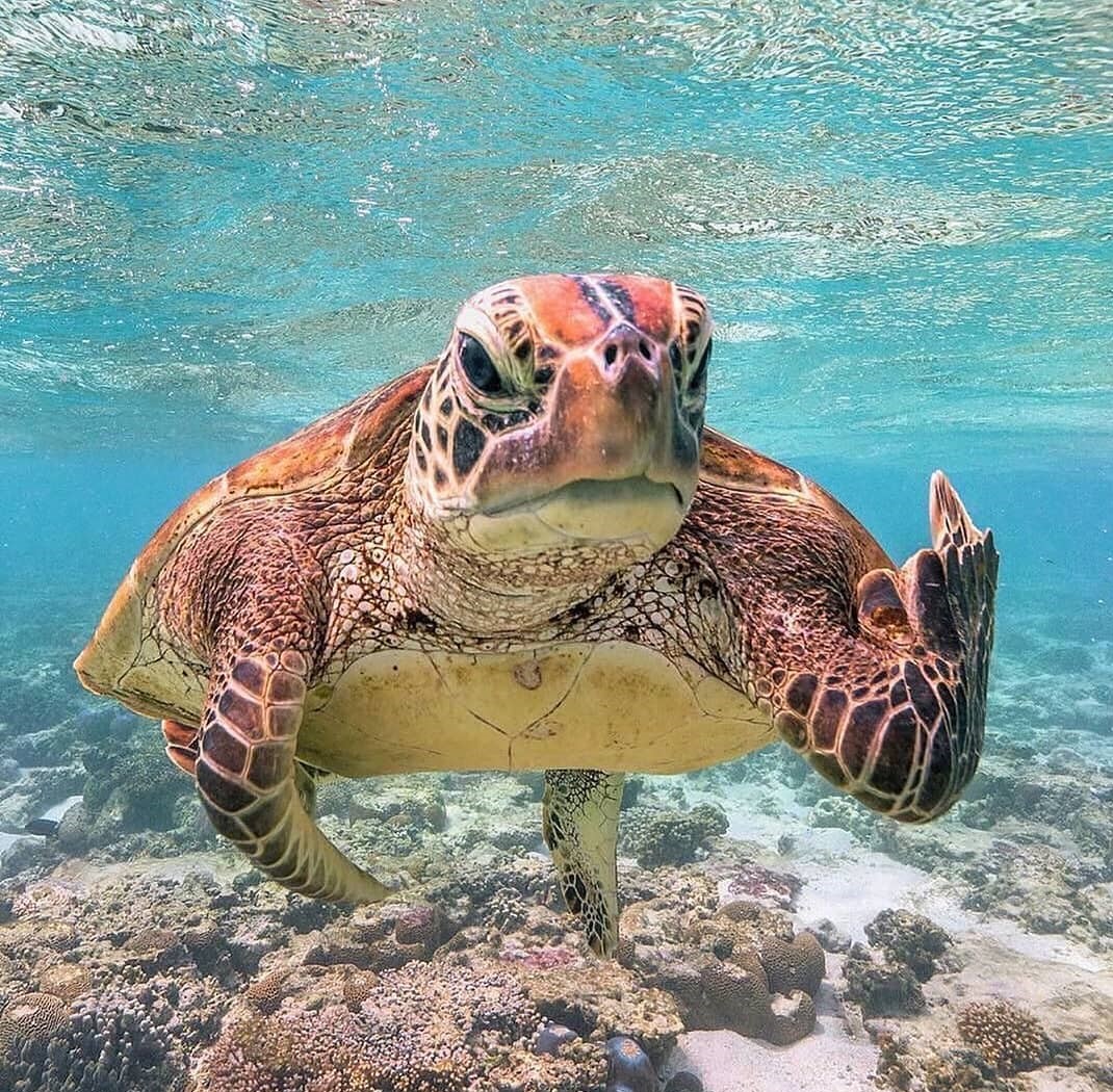 Turtle facing camera with hand up.