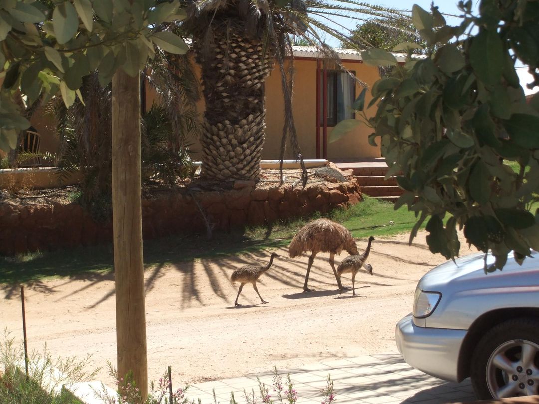 One adult and two young emus on the street