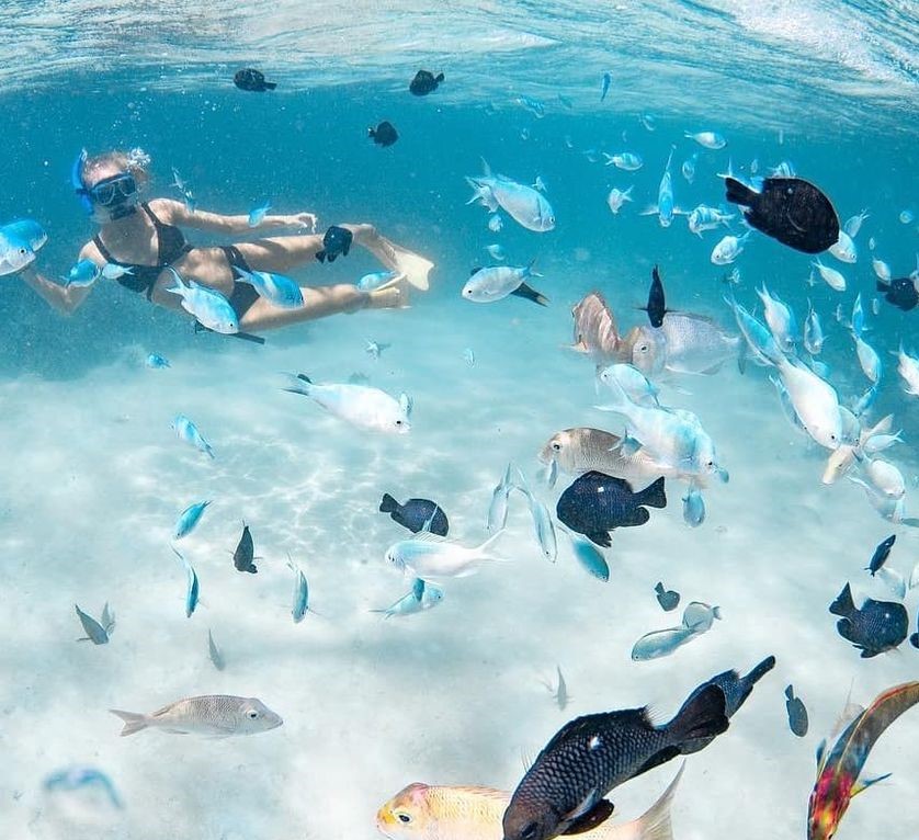 Woman snorkelling with school of fish