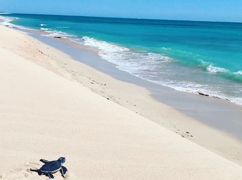 Baby turtle on the beach, heading to the ocean.