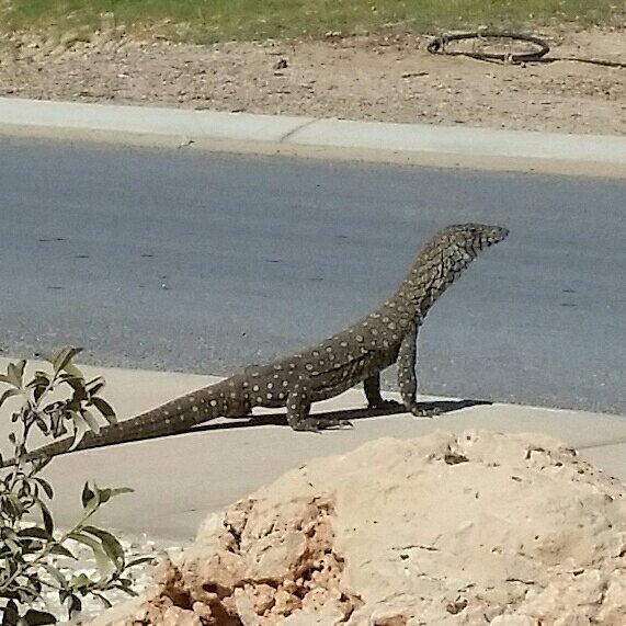 Perentie about to cross a road.