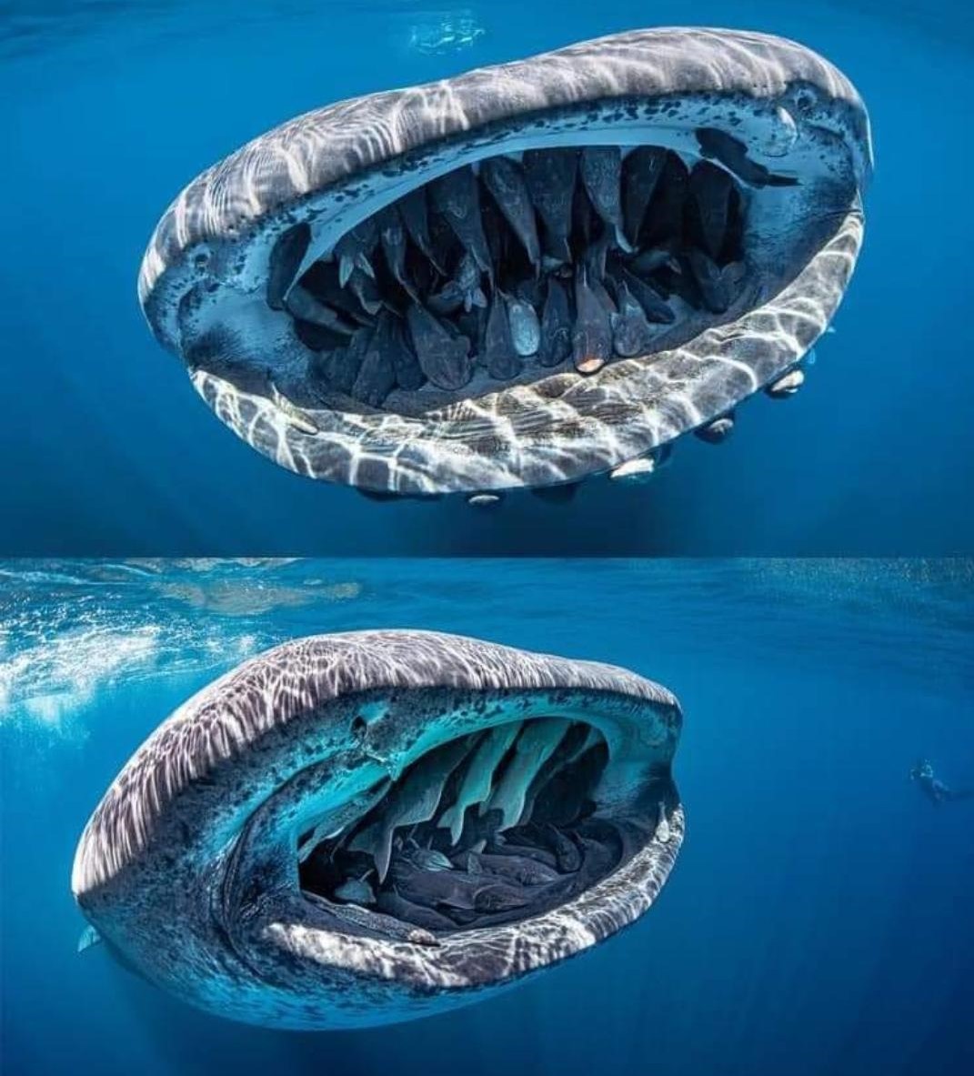 Fish inside a whaleshark mouth