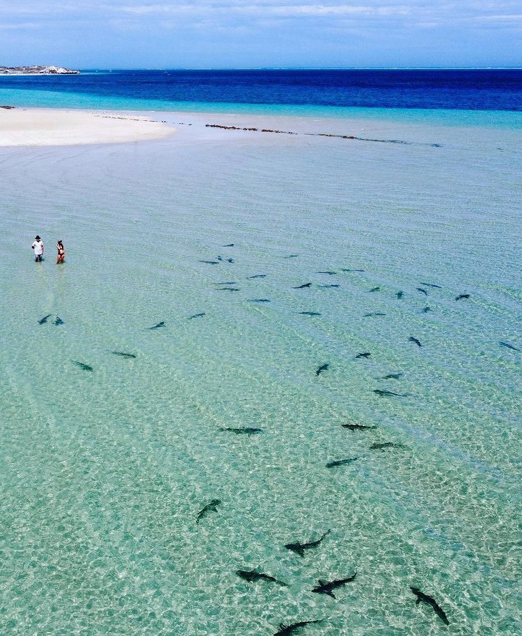 Shark nursery, in the ocean.