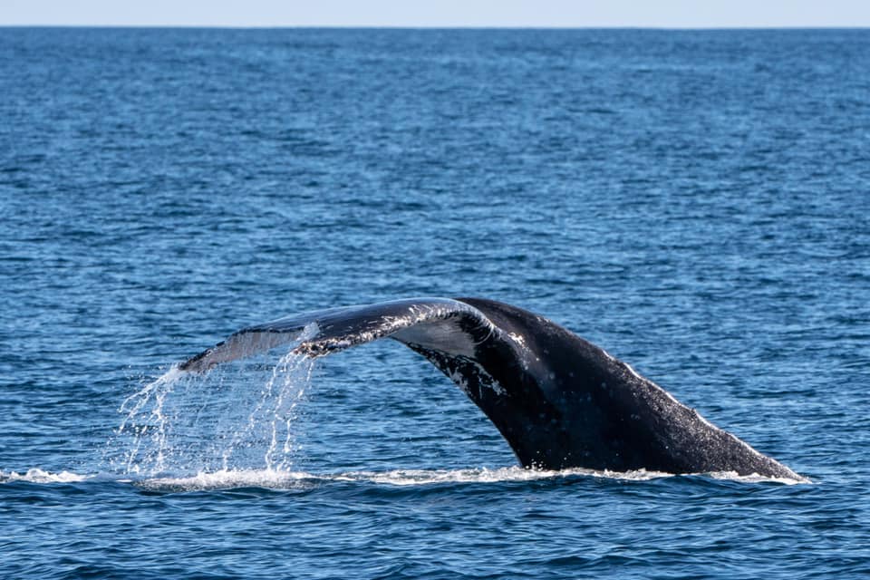 Whale Shark tail above the blue Ocean